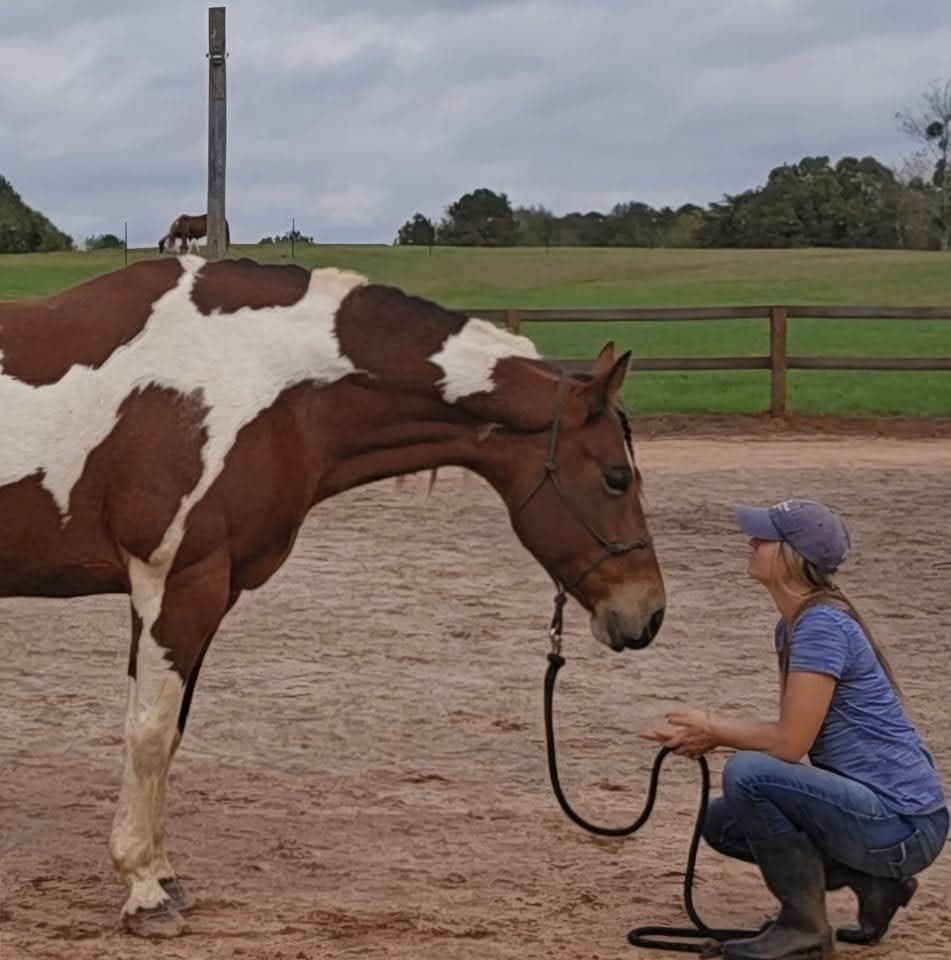 Equine Nutrition & Wellness