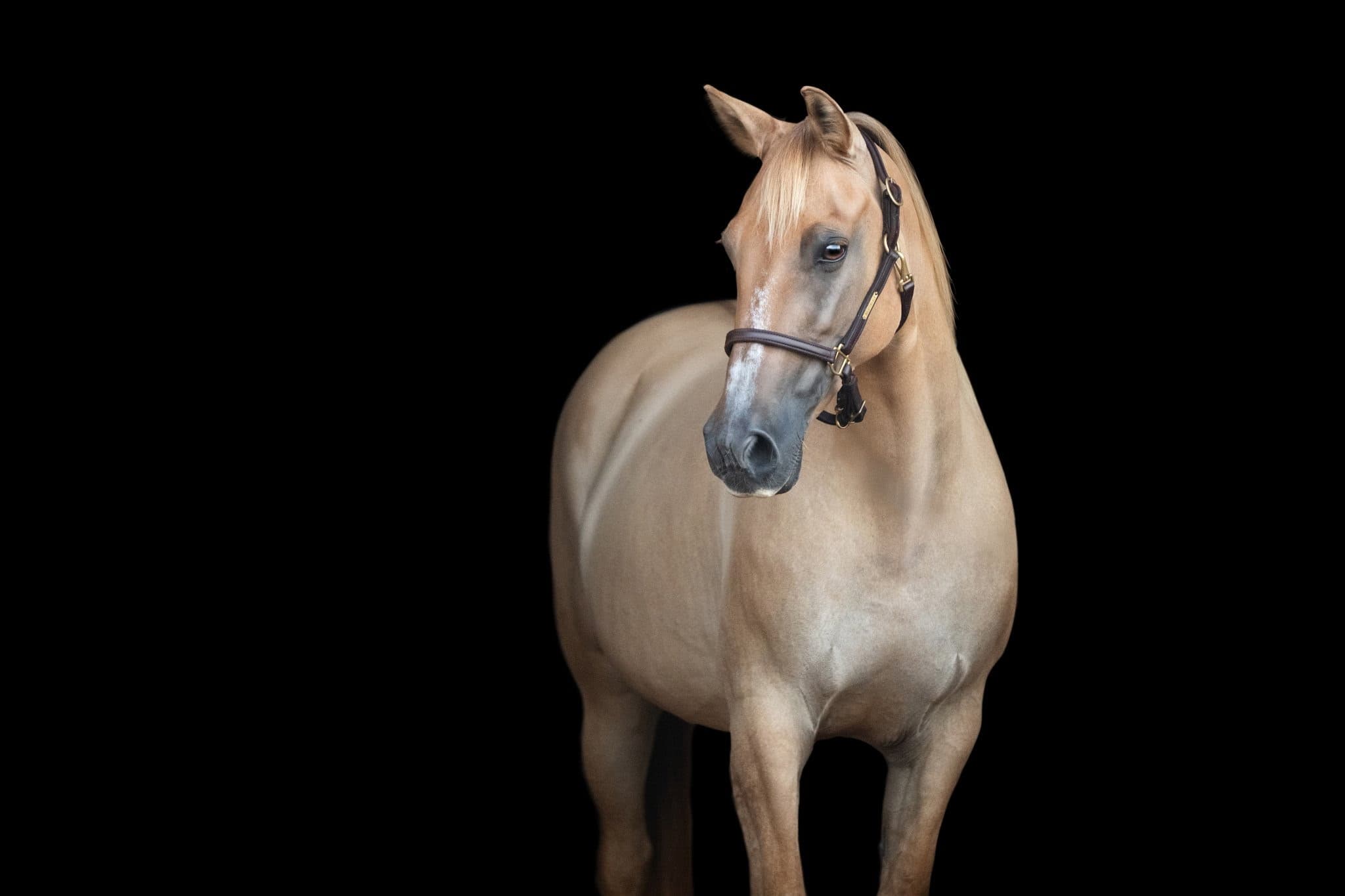 Horse Sales